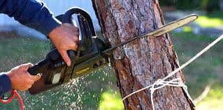 Best Tree Planting Services  in Tuolumne City, CA